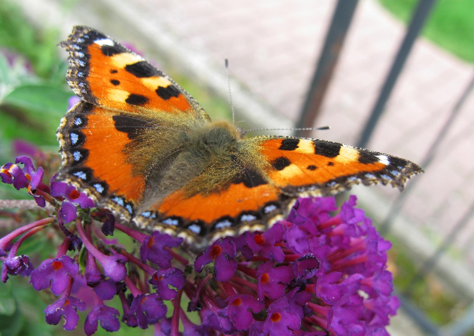 Schmetterling