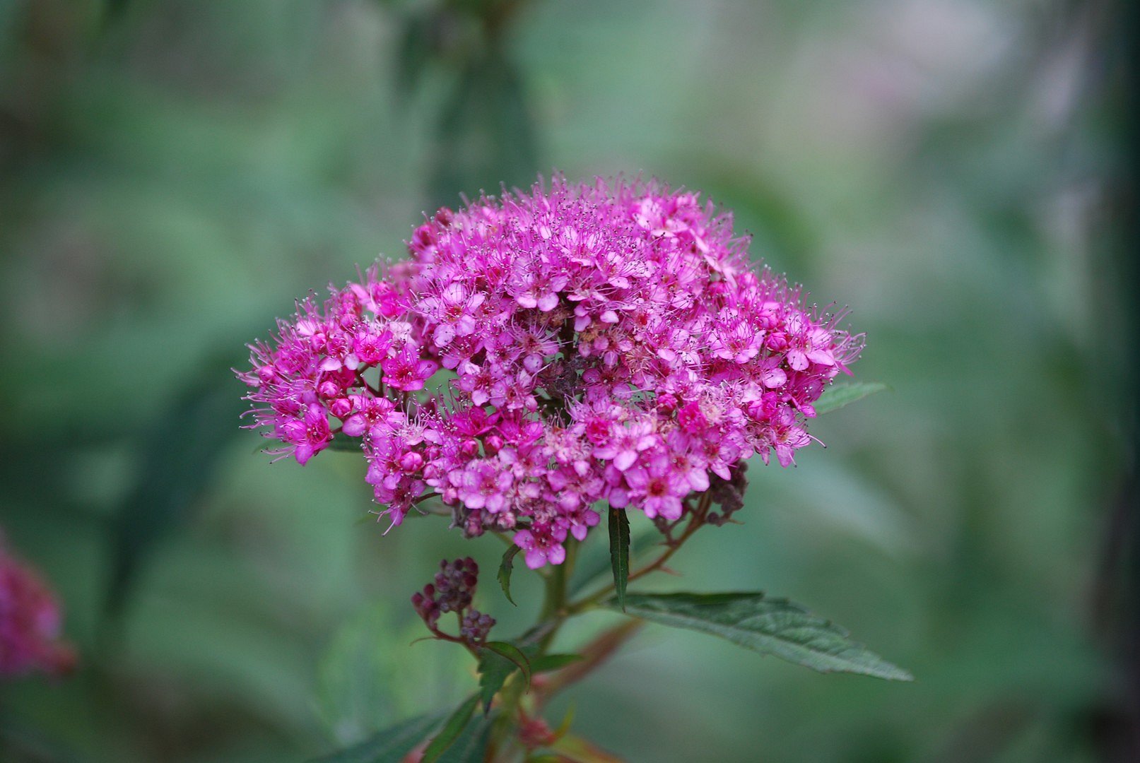 Fleur.