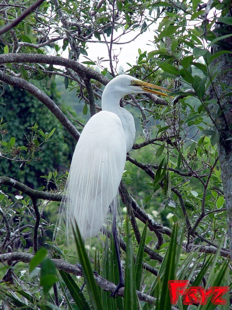 Snowy Egrett