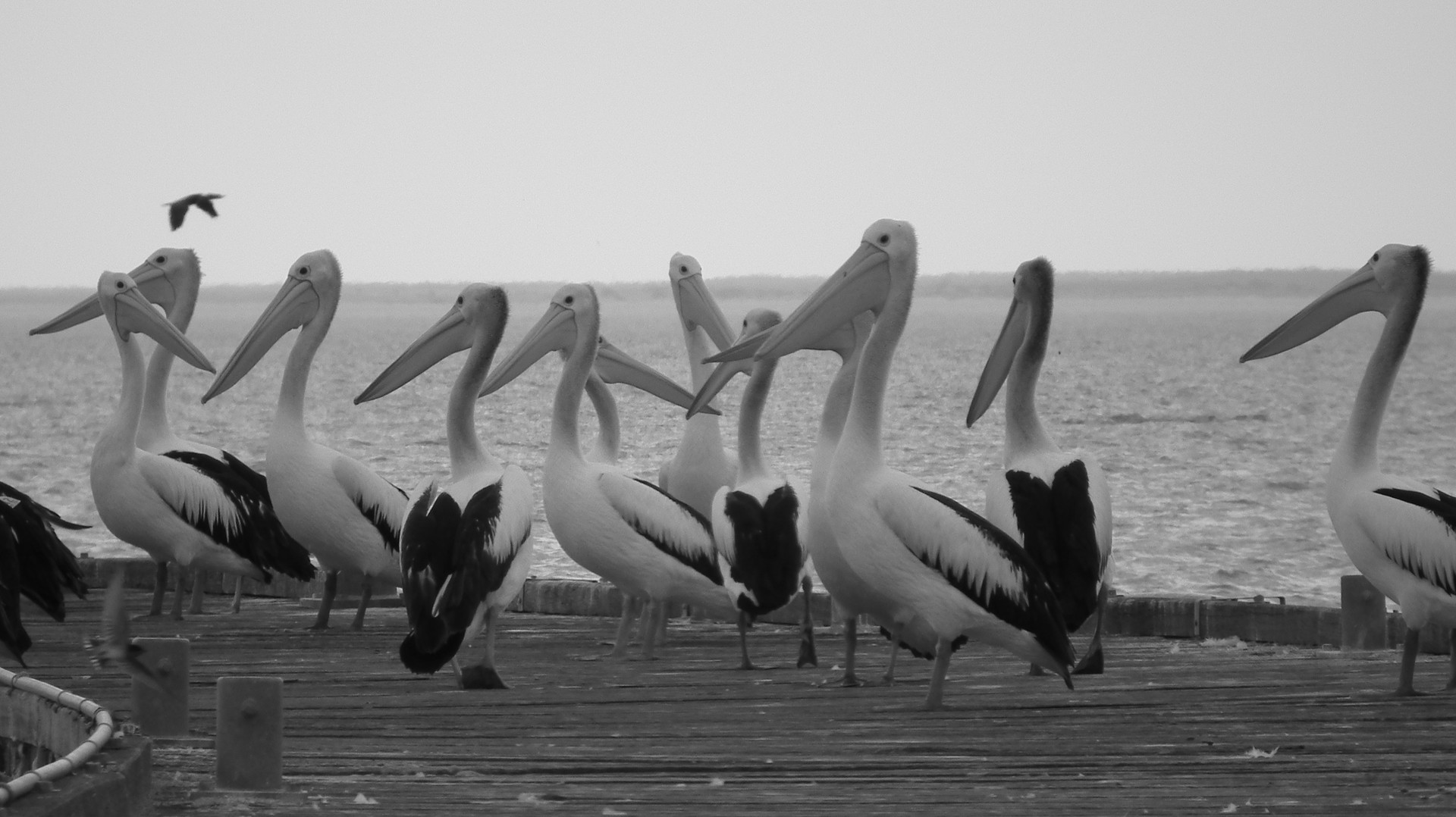 Pelicans