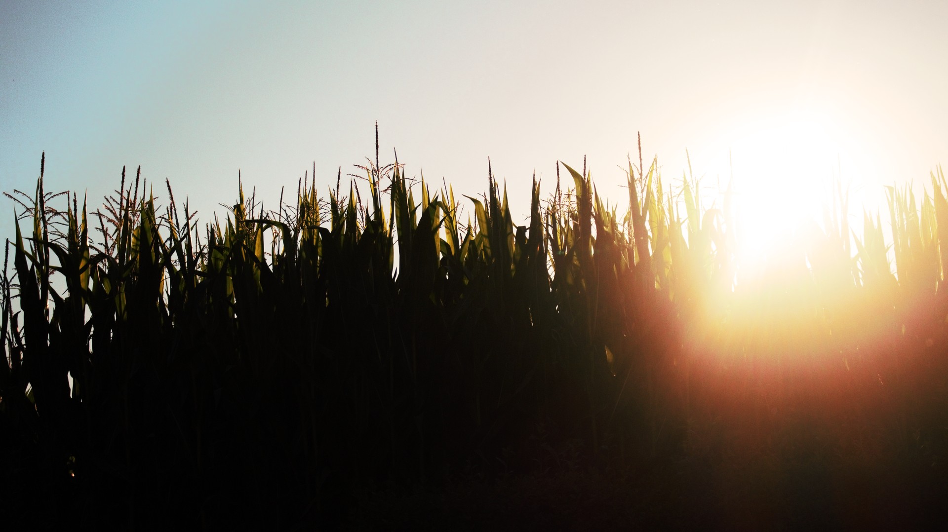 Corn field