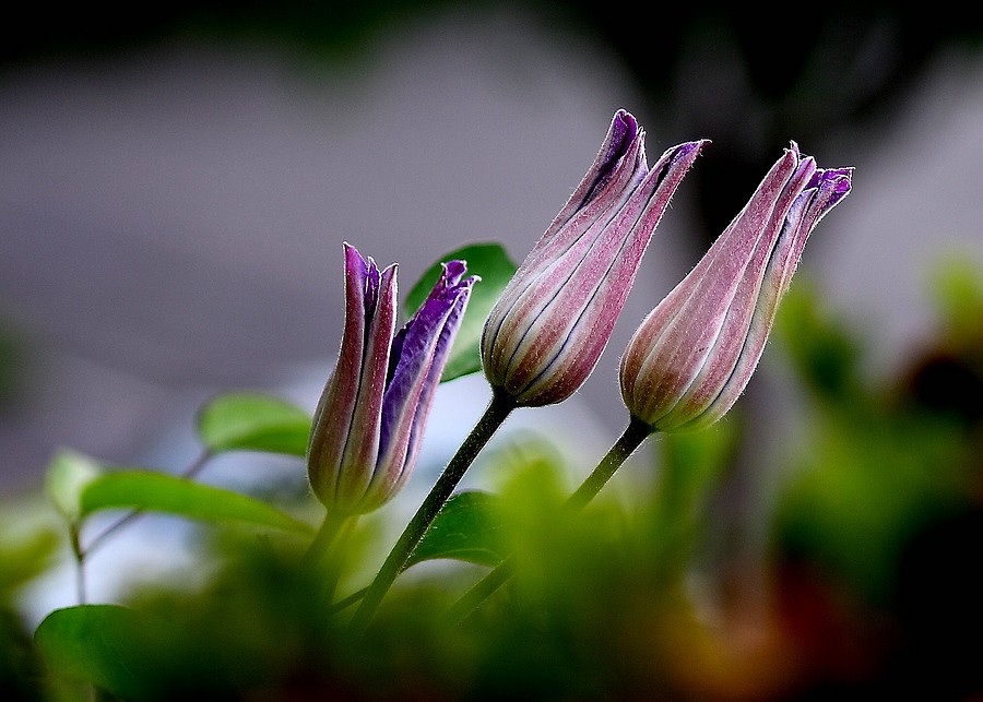 Clematis am Morgen