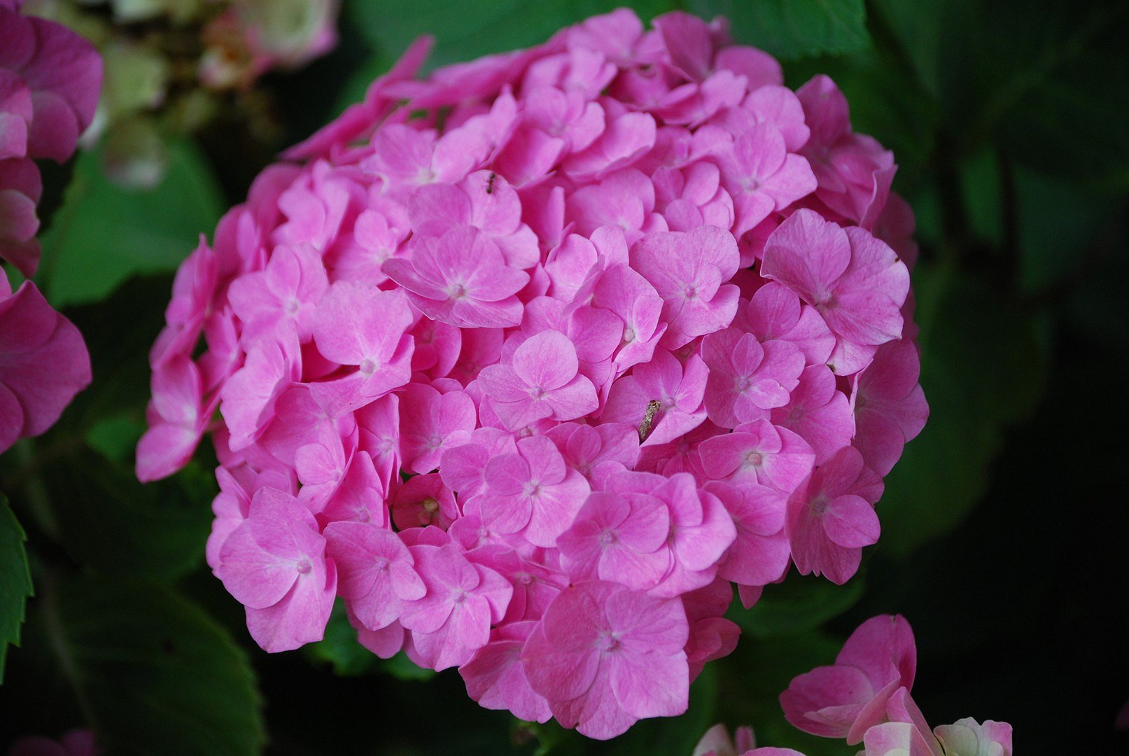 Hortensia.