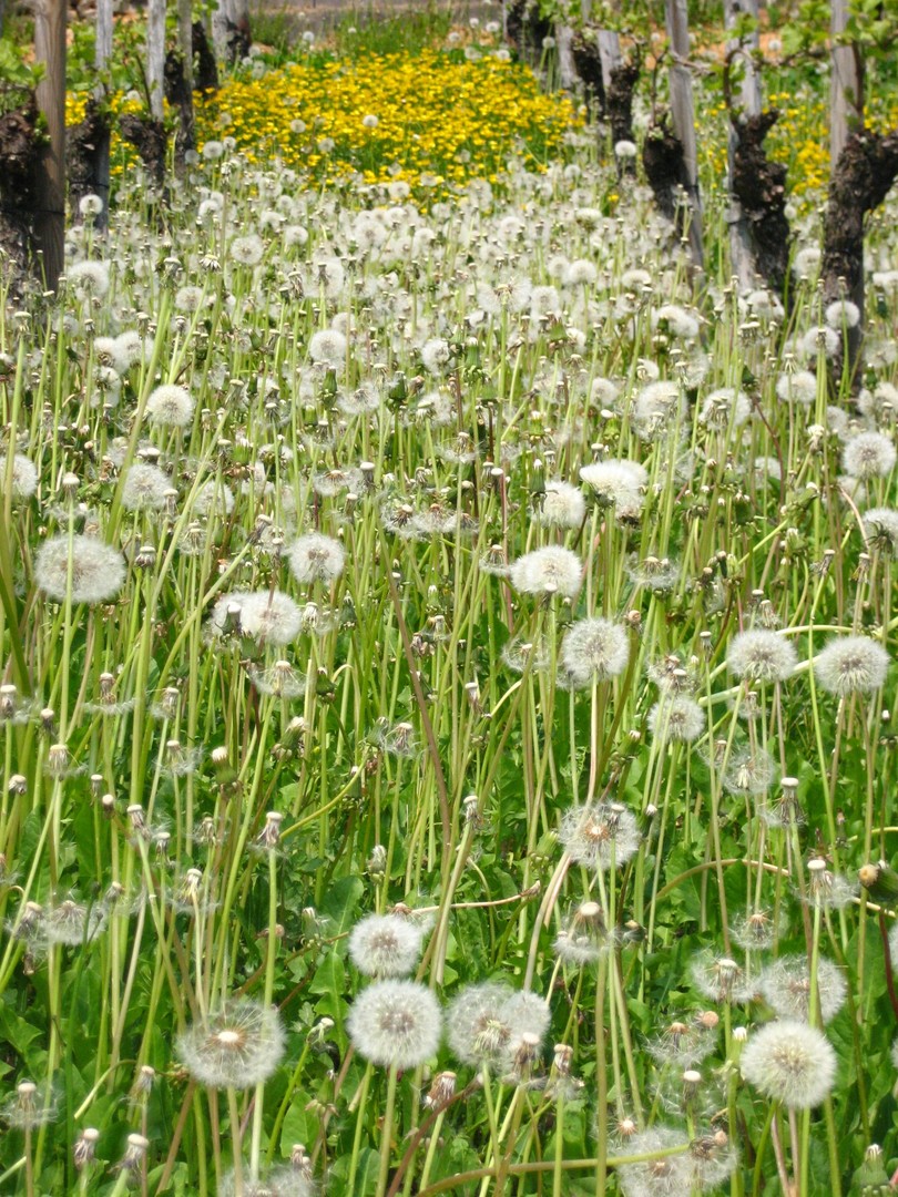 Pusteblumen ...