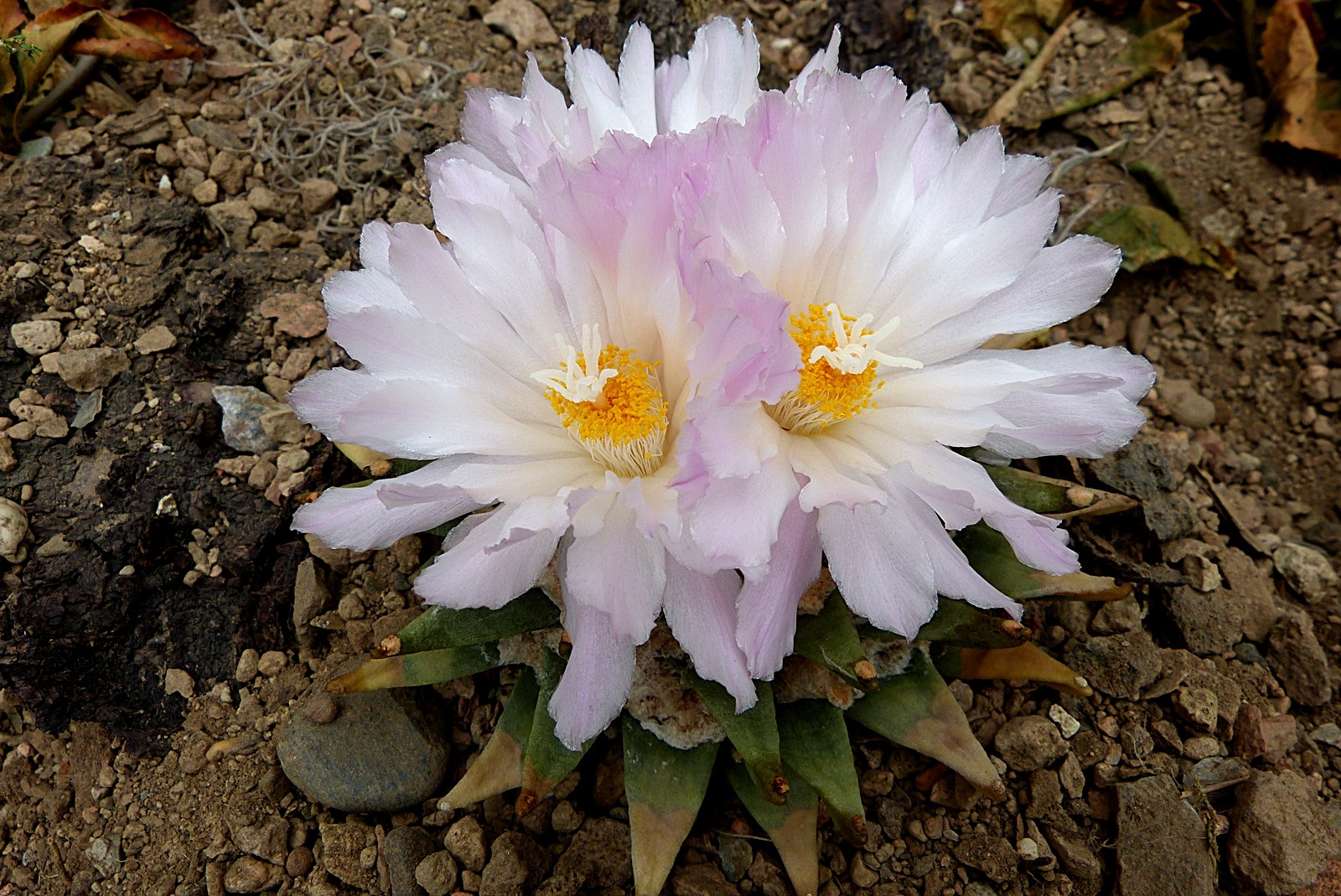 Die letzten Blüher Ariocarpus retusus