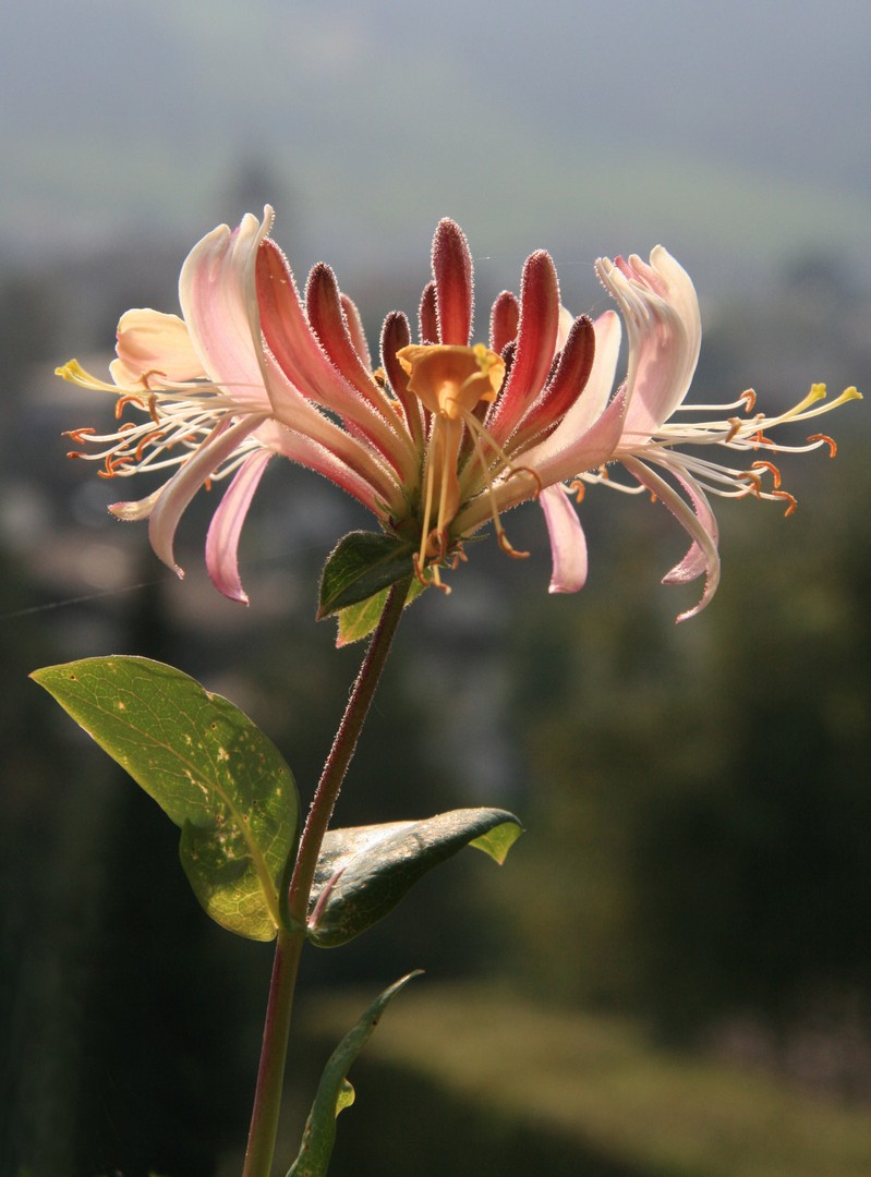 Lonicera japonica