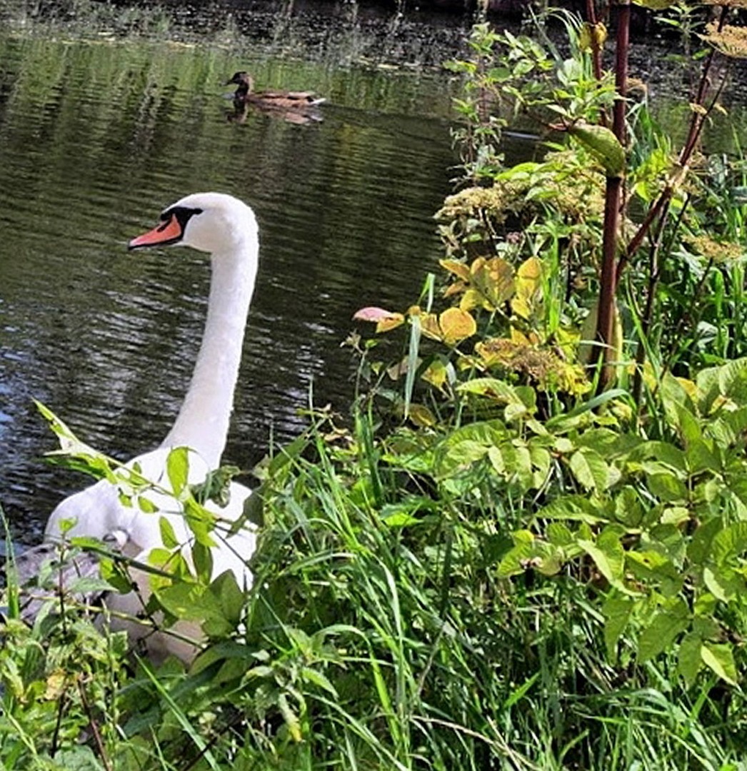 Am Wittsee