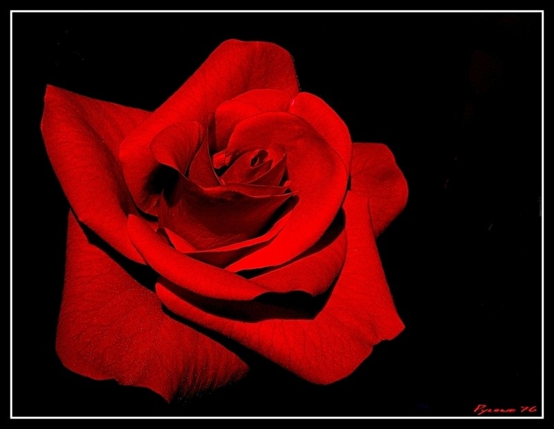 En rouge et noir-LA ROSE-