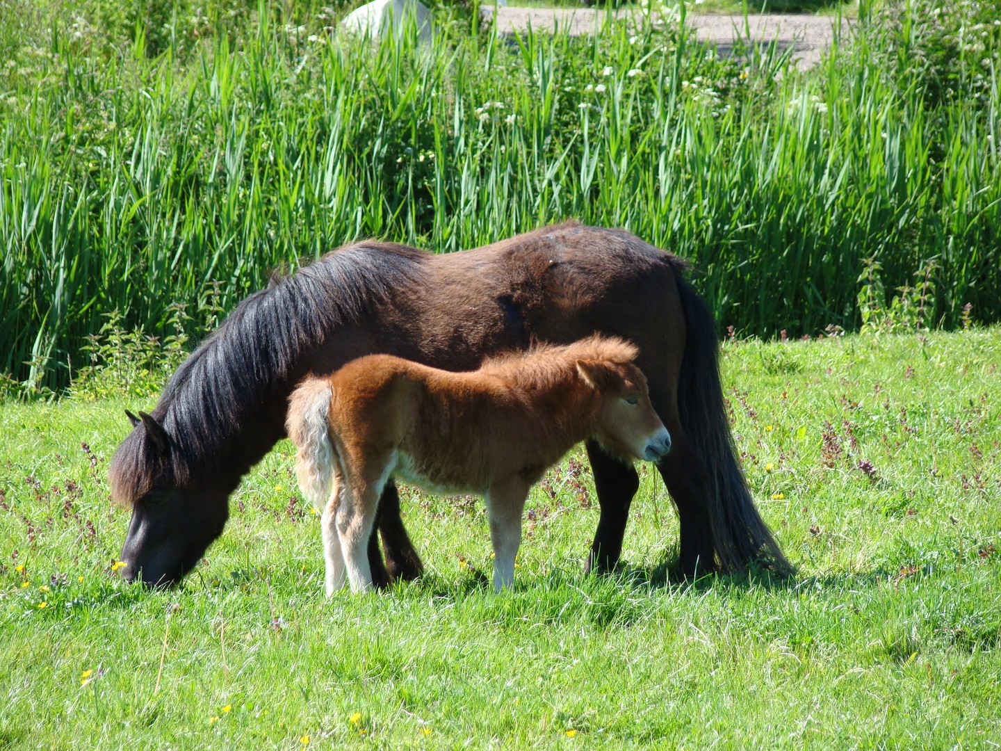 paard met veulen