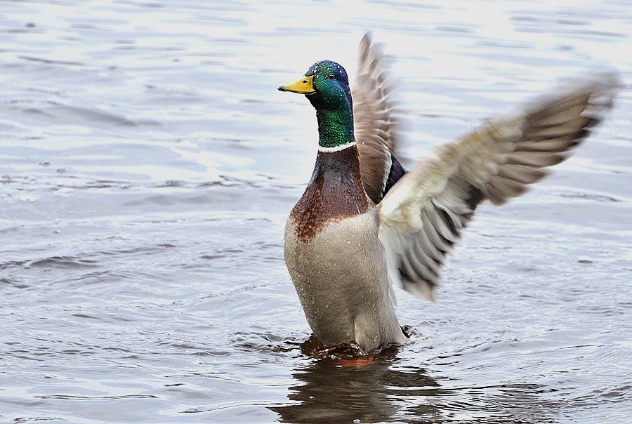 Stolzer Vogel