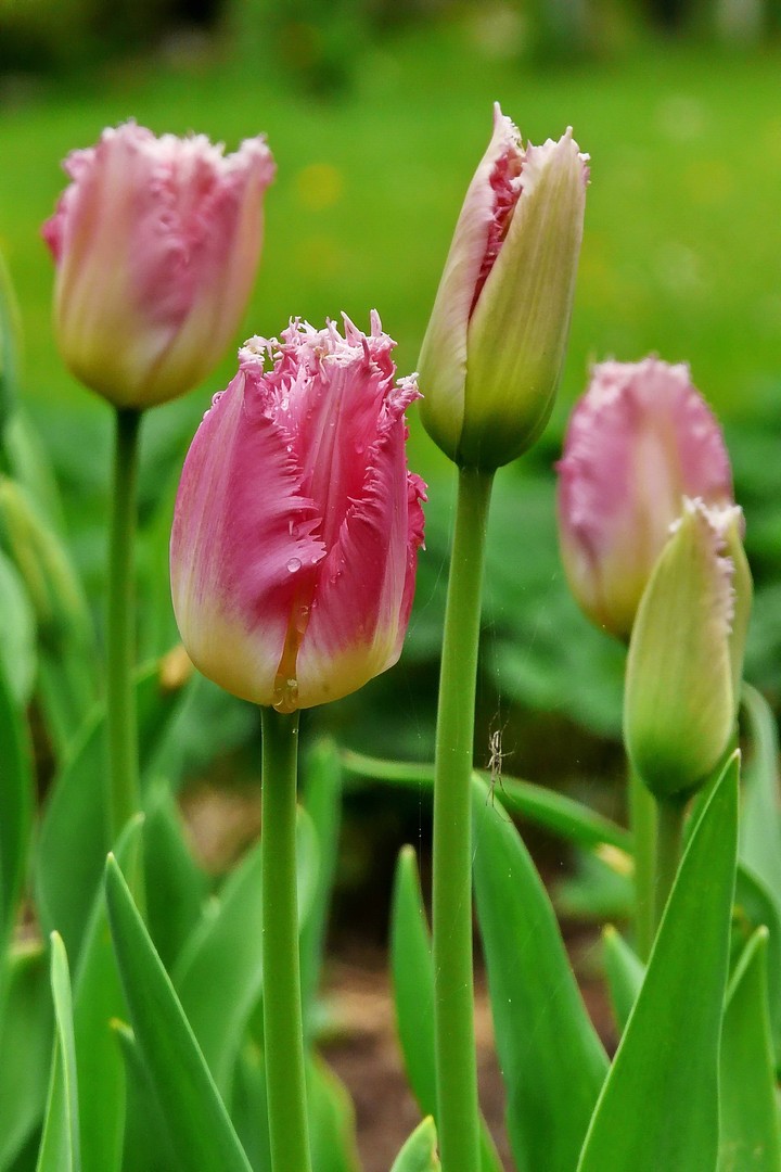 Tulpen