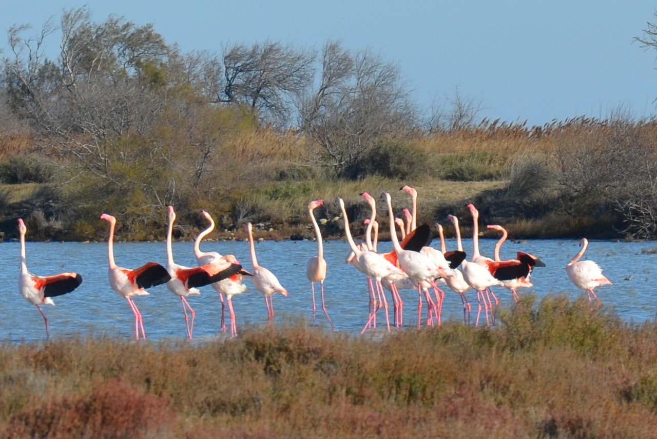 LE ROUGE ET LE NOIR S'ENFLAMMENT EN CAMARGUE