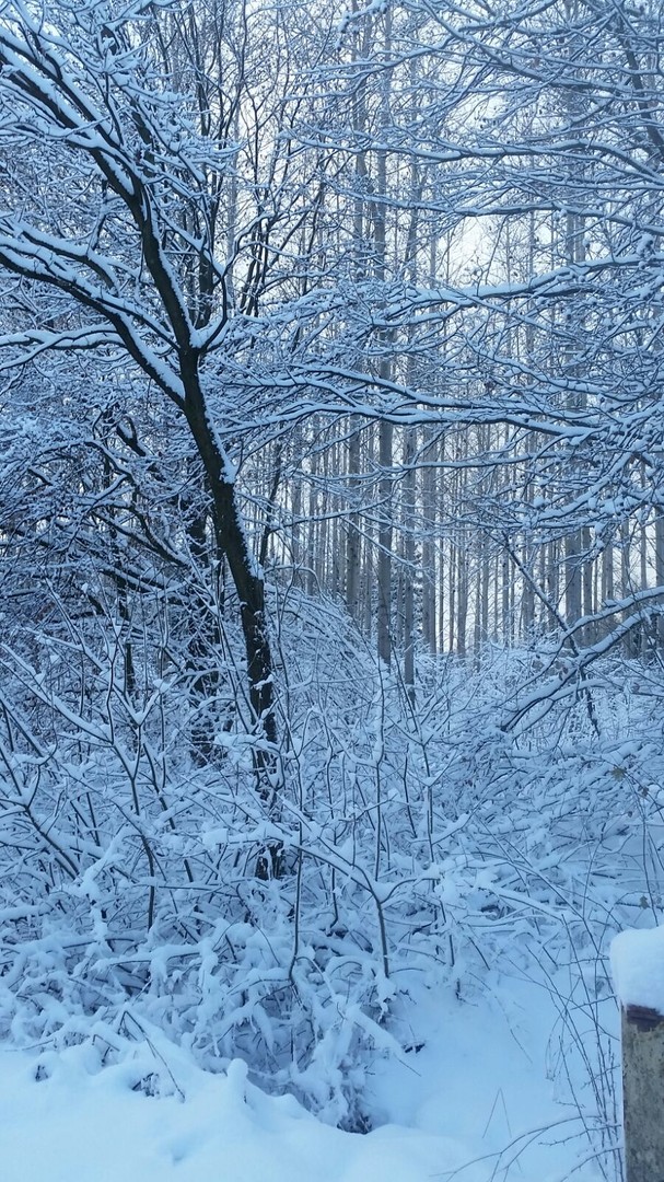 Winter in the wood