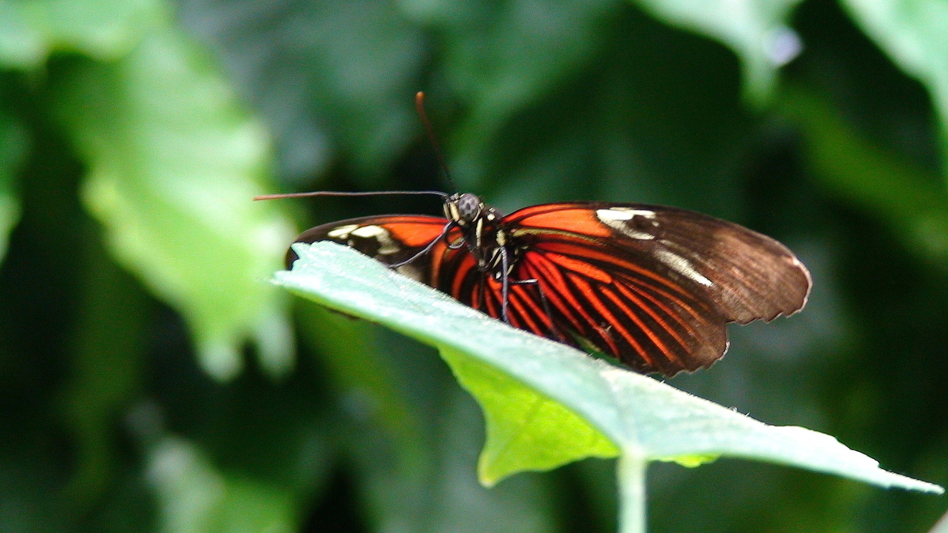 Schmetterling