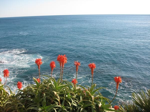 mare e fiori