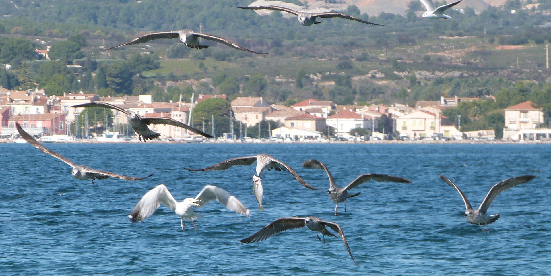 les gabians chasse le loup sur la lagune de thau