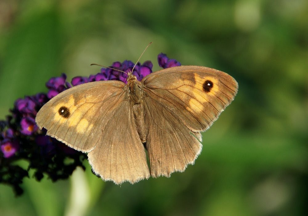 Schmetterling