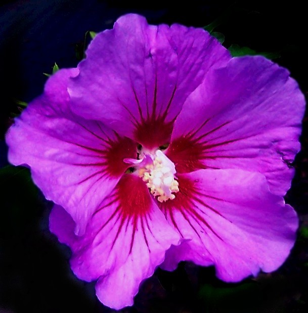 Hibiskus bei Nacht