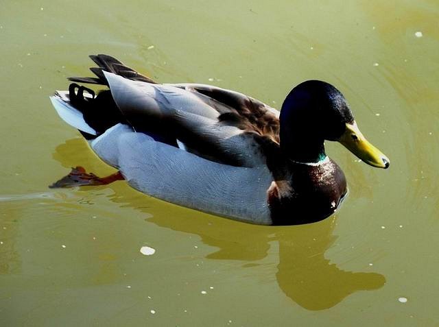 Wasservogel