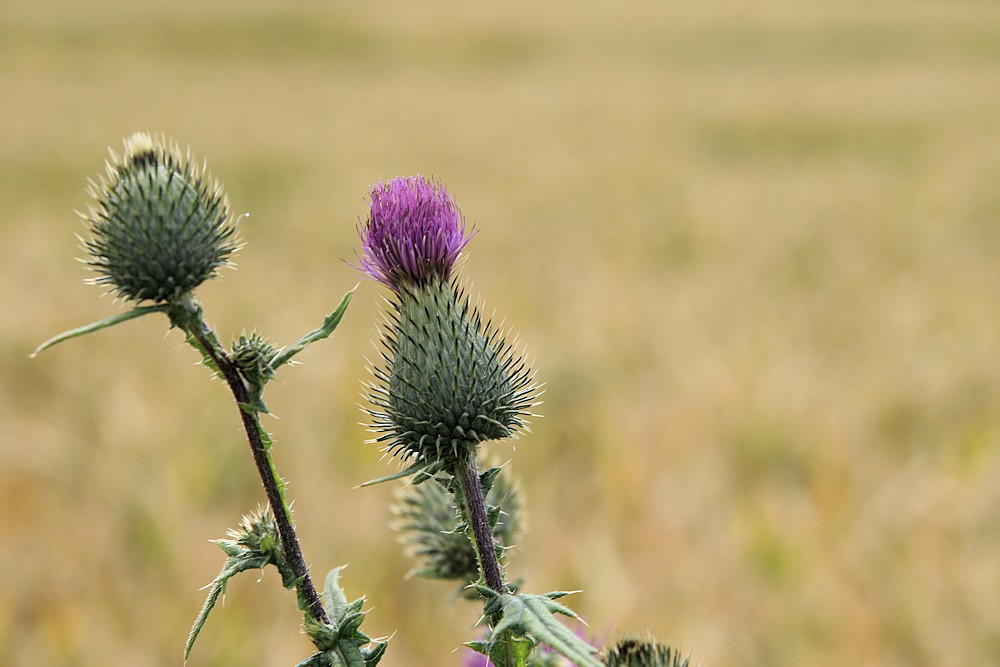 Distel