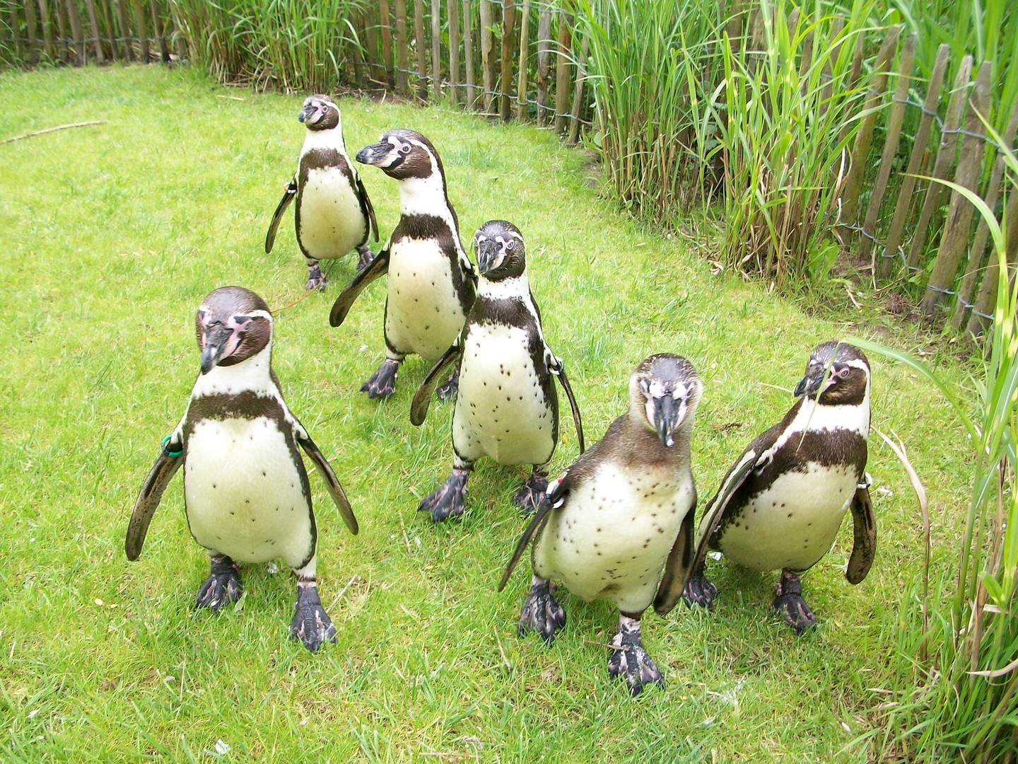 pinguins