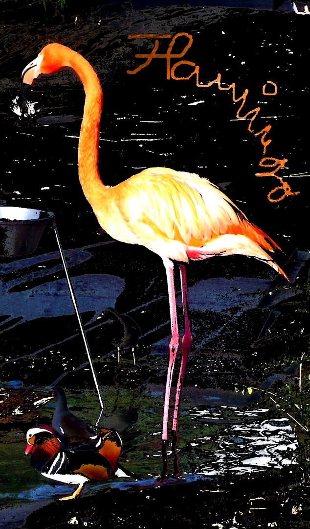 Flamingo I