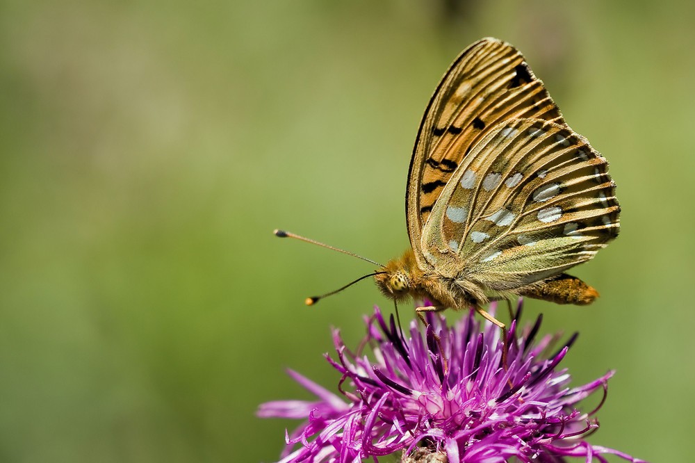 Mittlere Perlmutterfalter