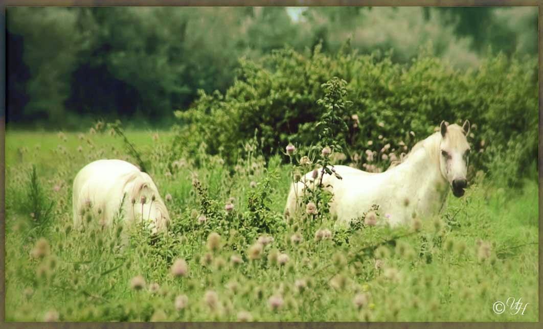 Camargue Pferde