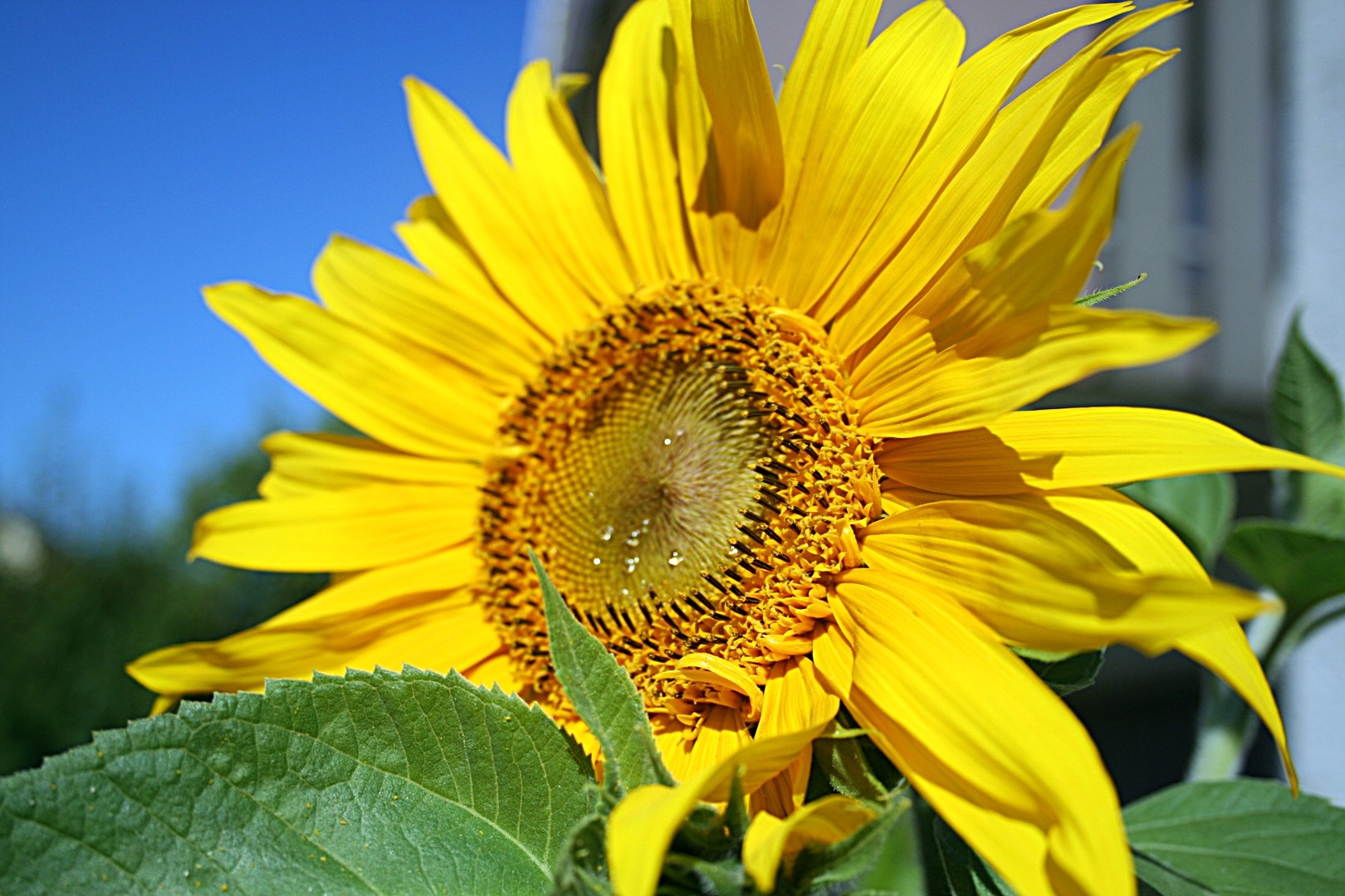 Sonnenblume