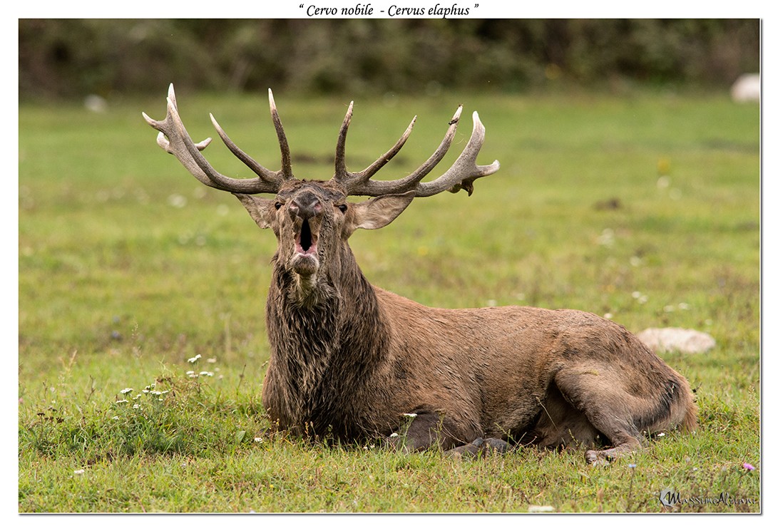 Cervo nobile  - Cervus elaphus