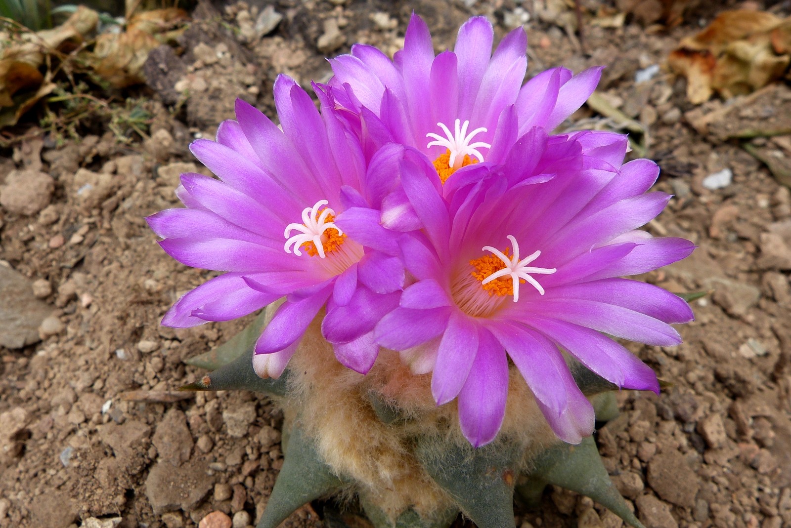 Ariocarpus confusus