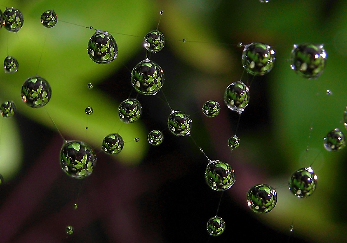 Wassertropfen am Spinnenfaden