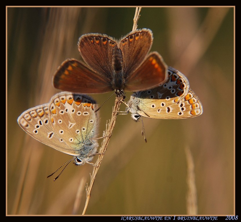 drie icarus blauwtjes