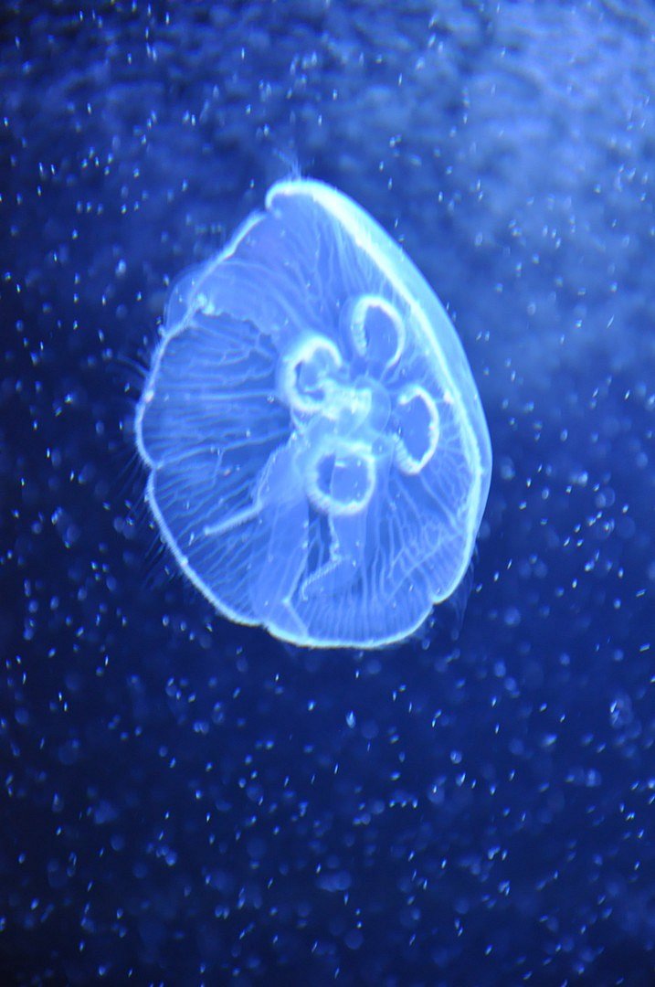 Jellyfish in blue