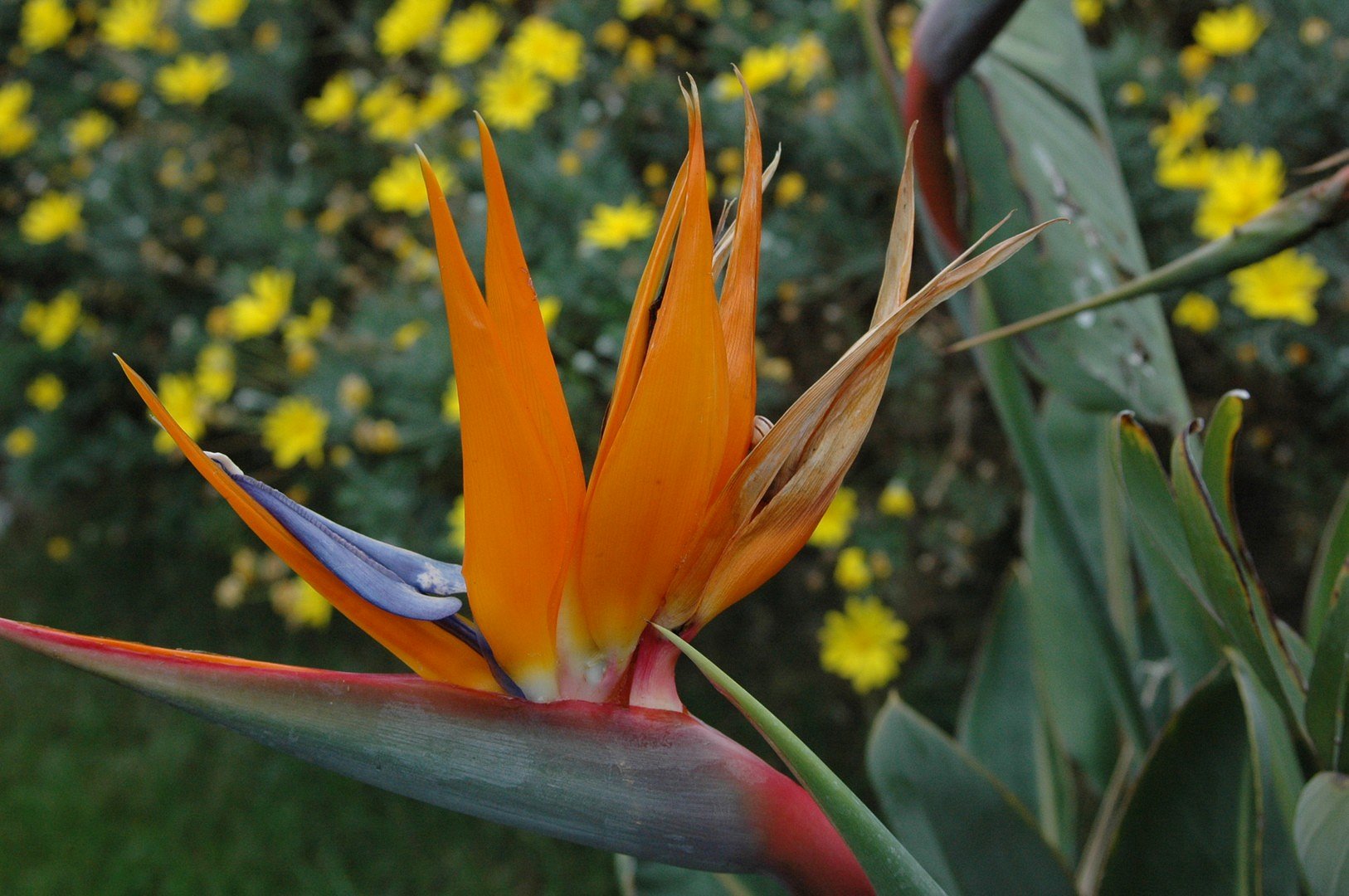 Voll in der Blüte