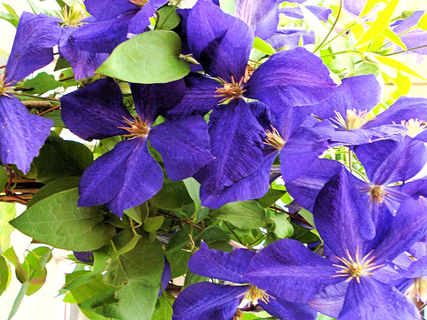 Clematis