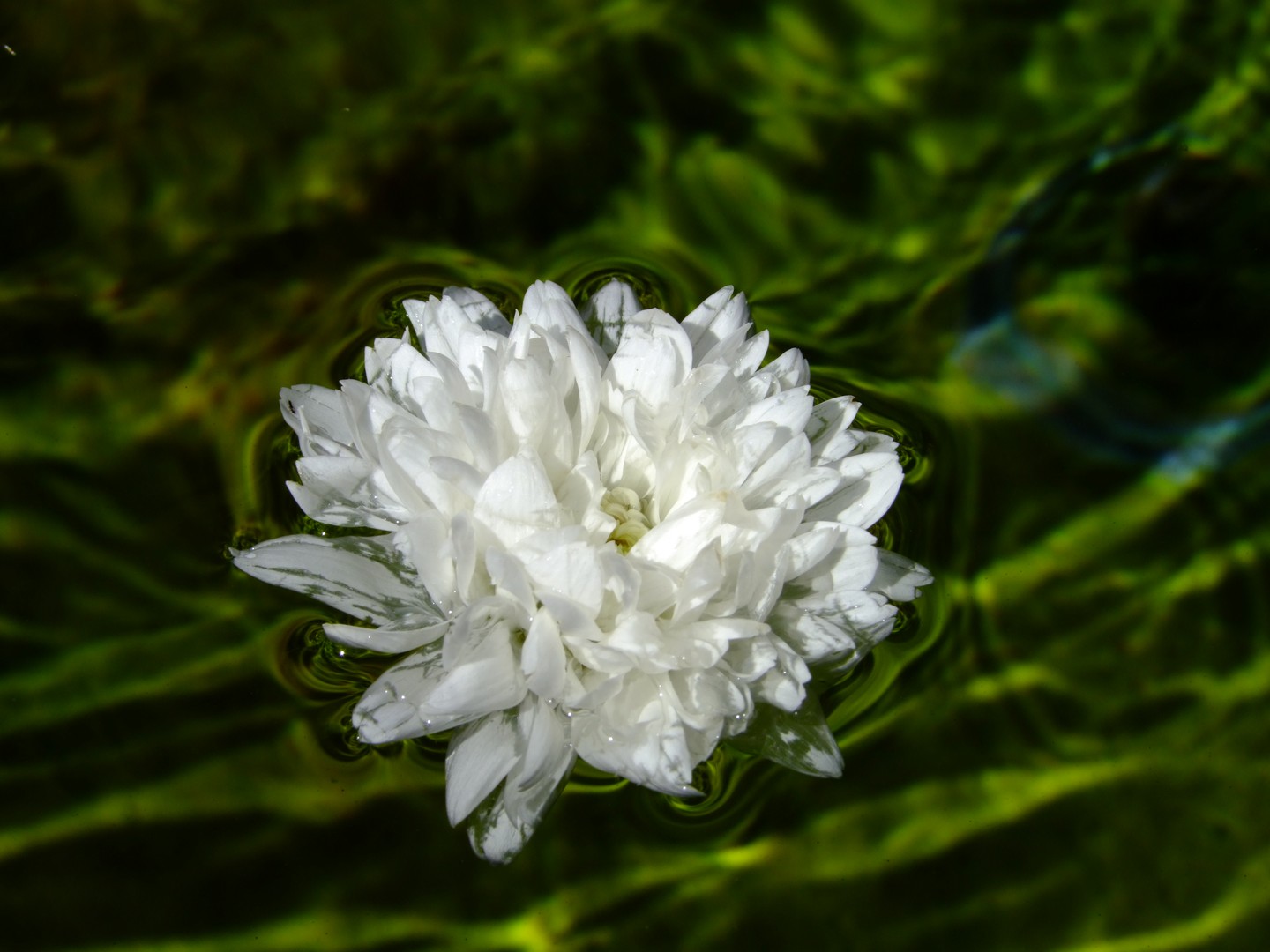 Blume im Wasser