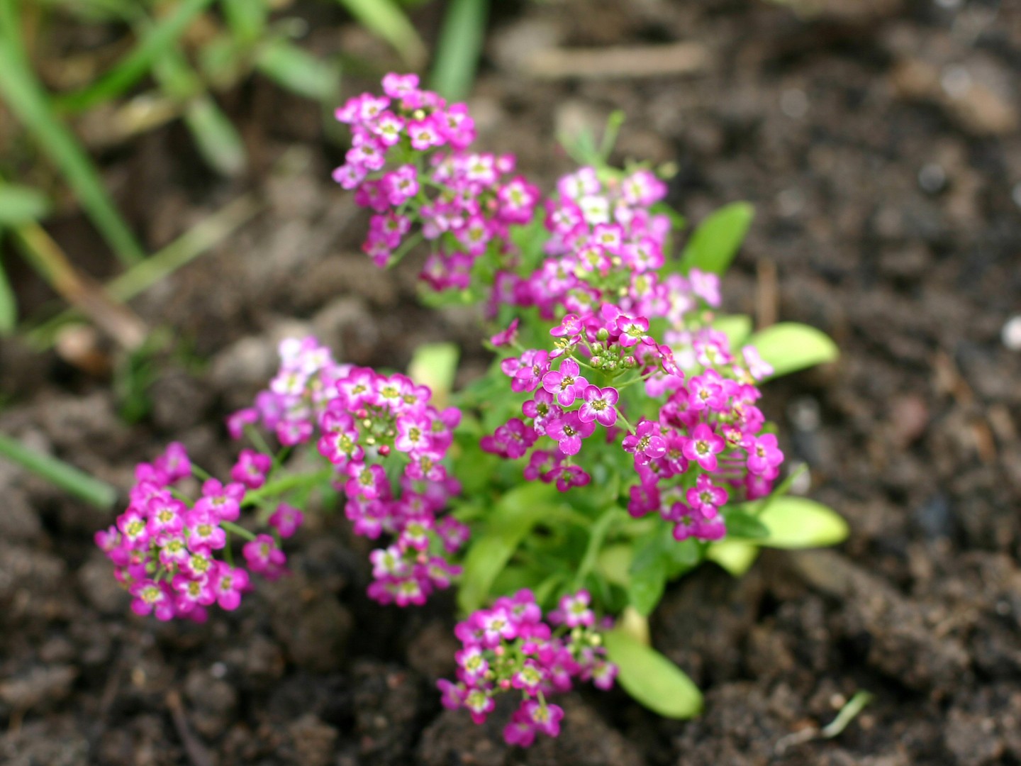 Small pink flowers