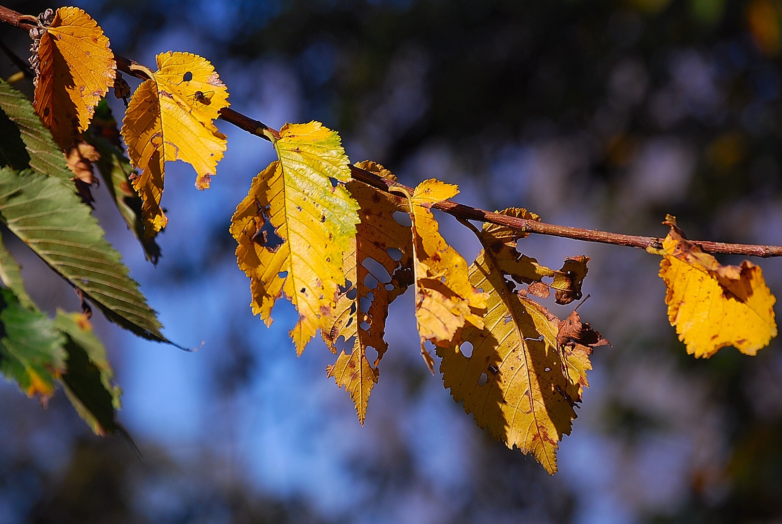 Feuilles.