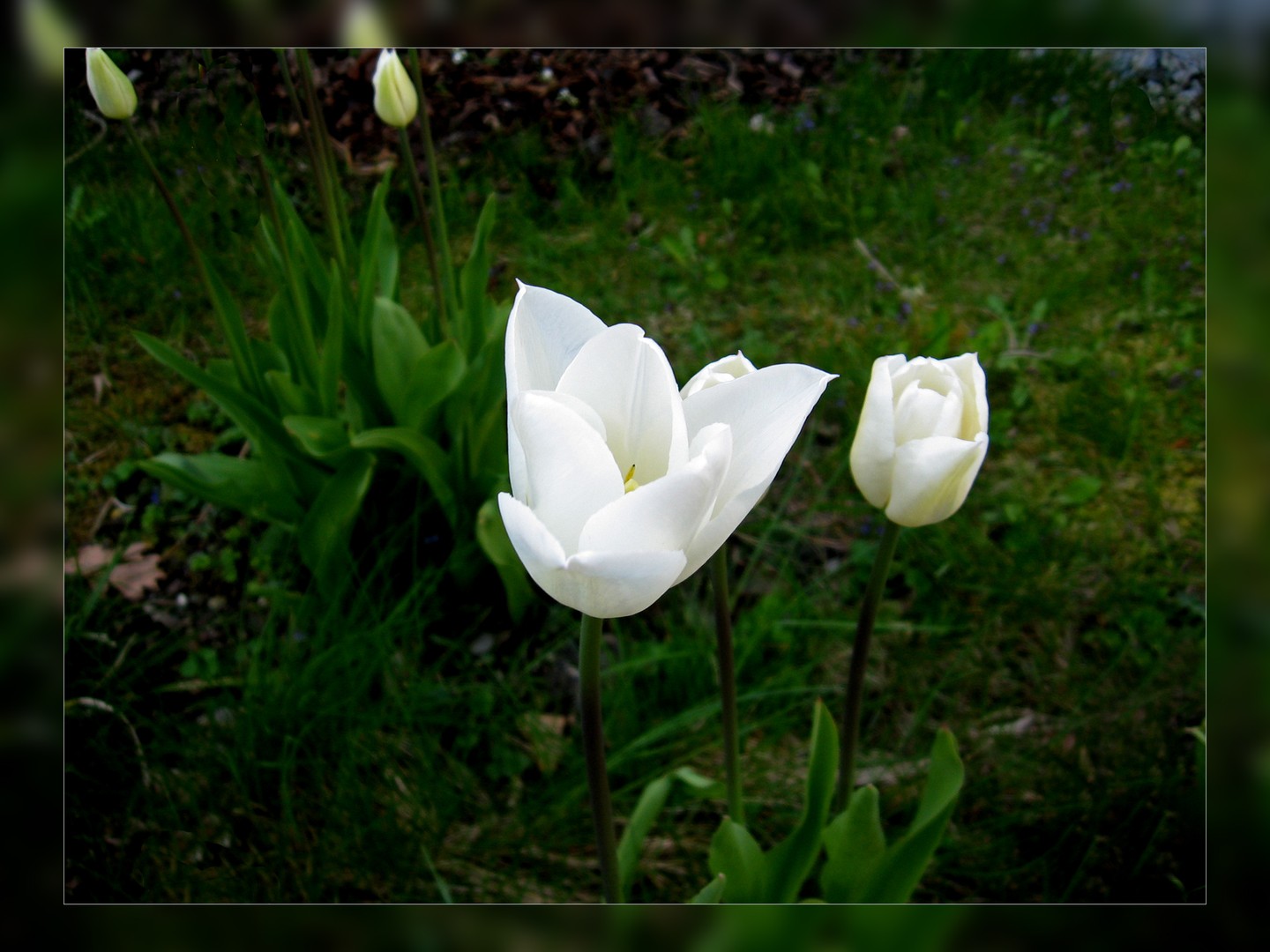 Eine weiße Blume...