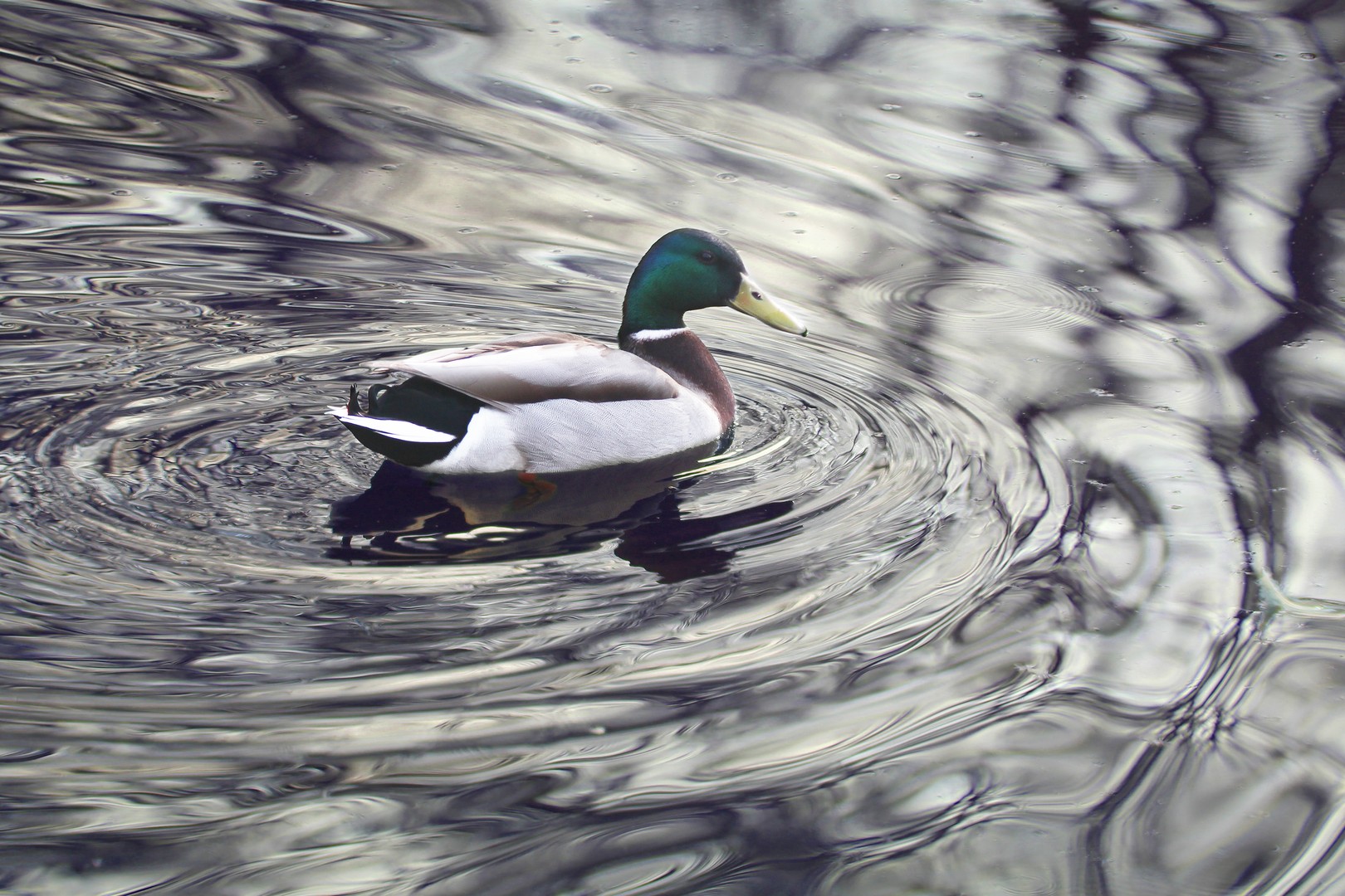 Tierfotografie: Ente