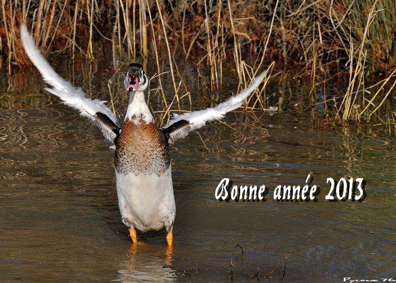 Bonne année 2013