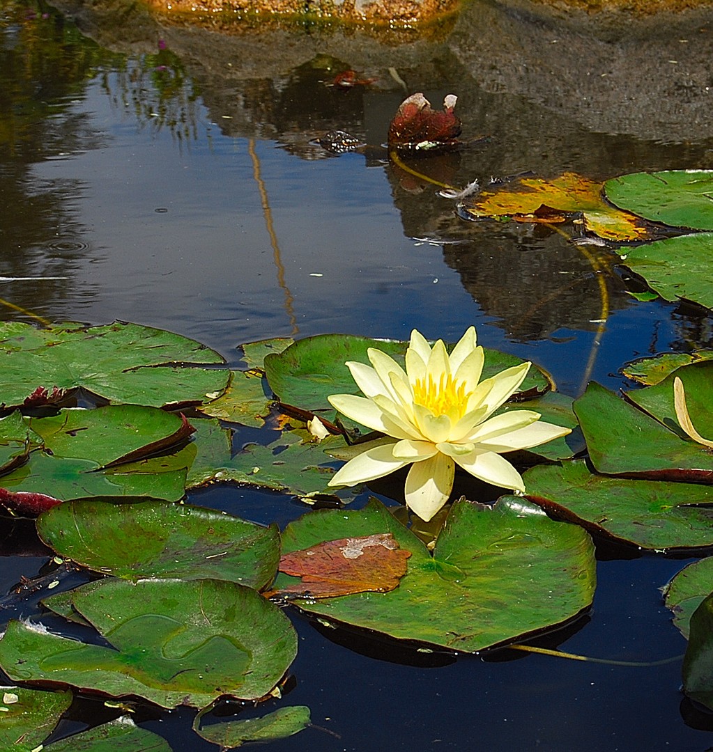 Plante d'eau.