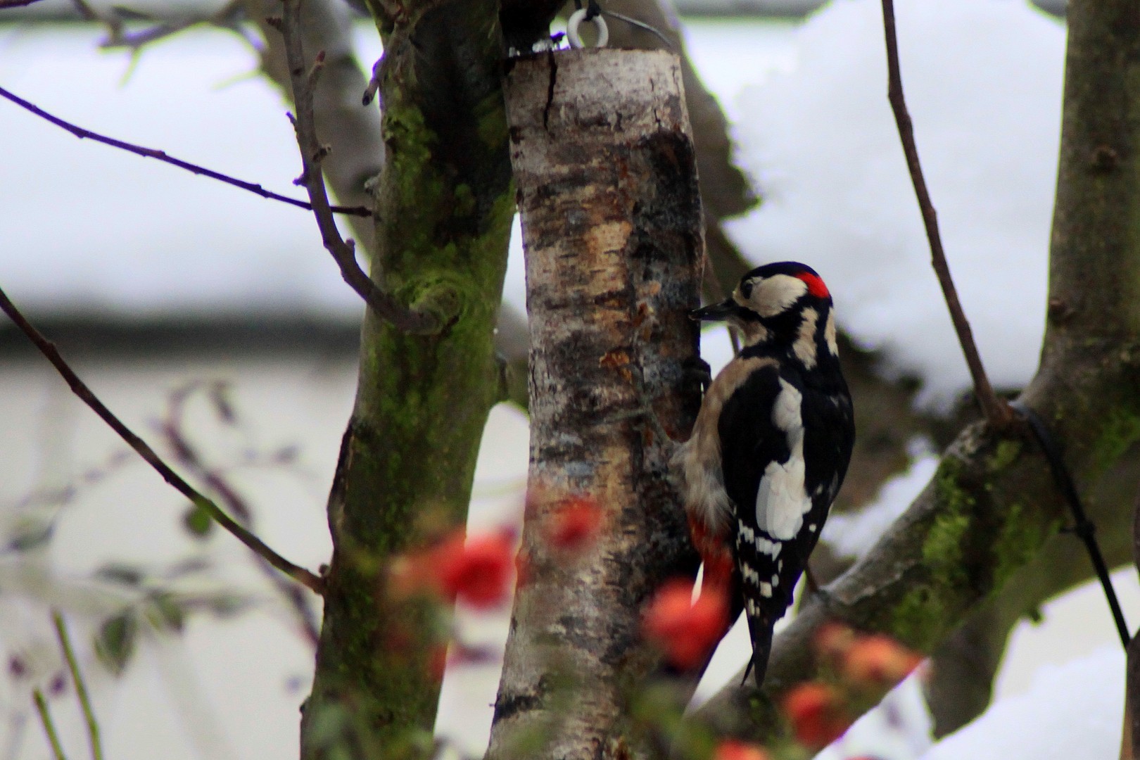 Besuch im Garten