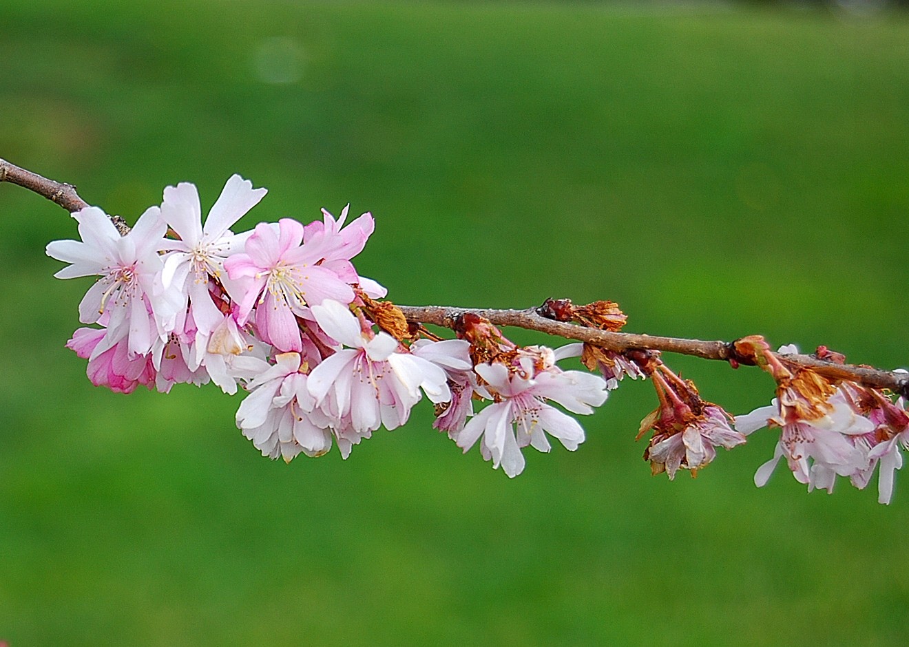 Printemps.