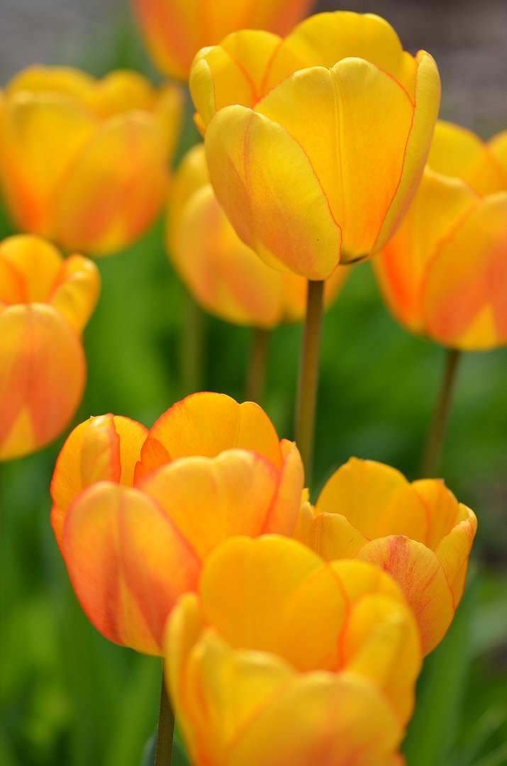 Unsere Tulpen