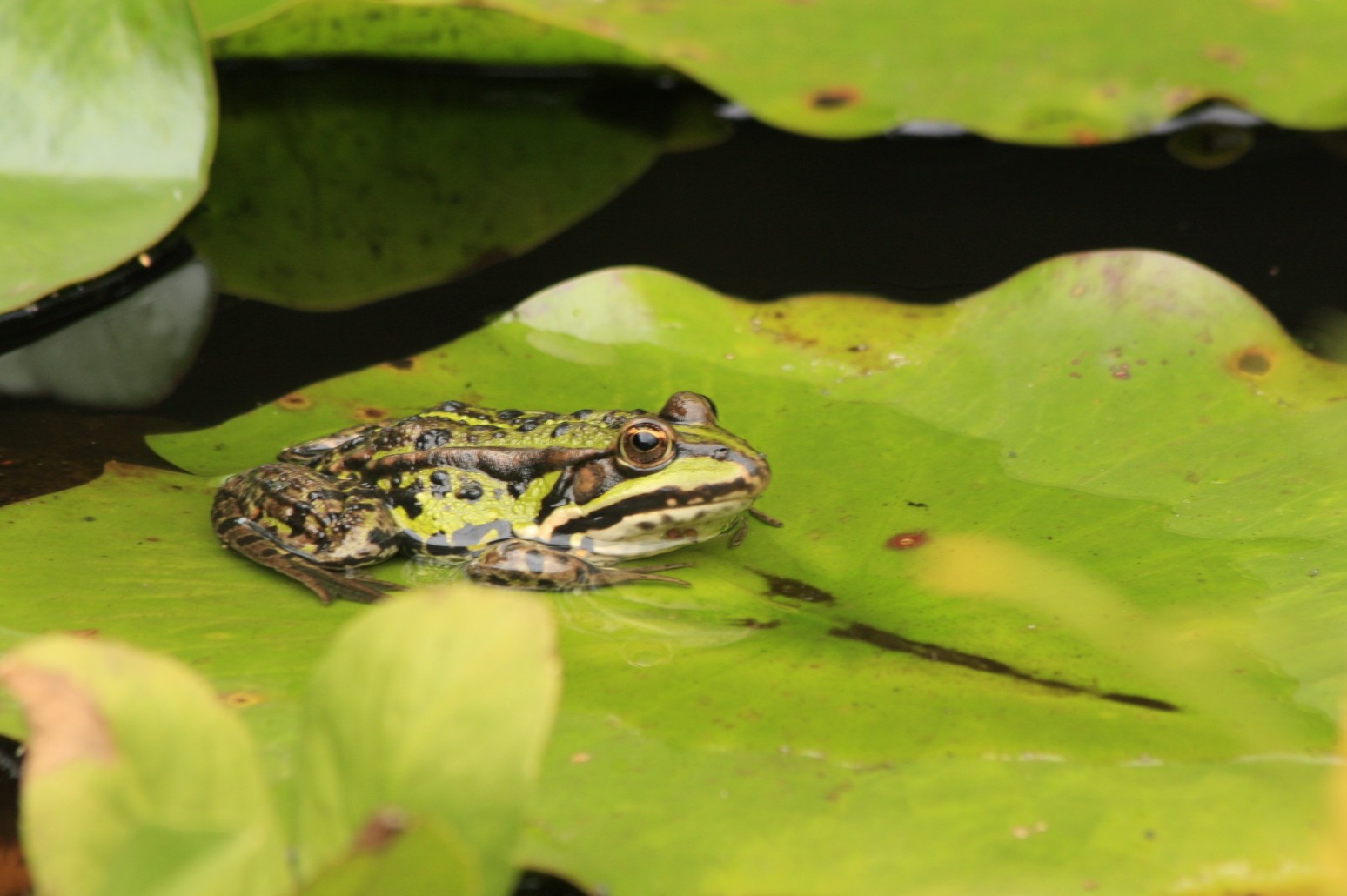 Frosch im grunen