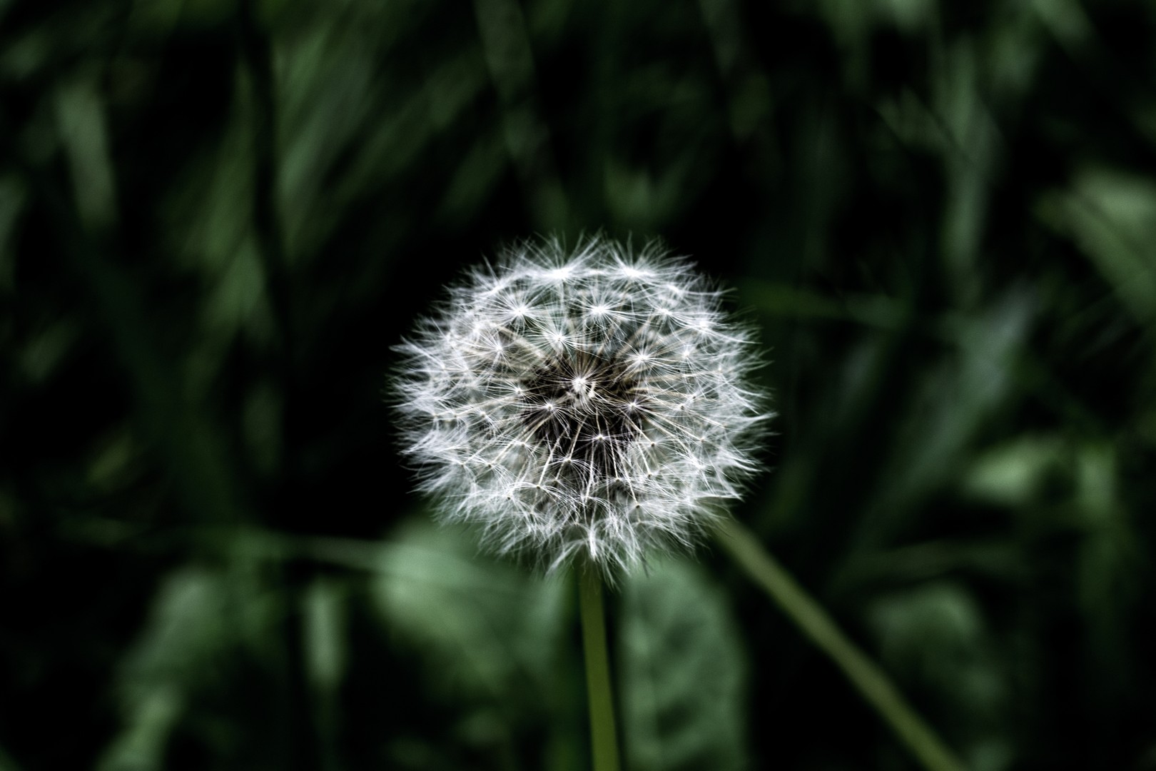 Pusteblume