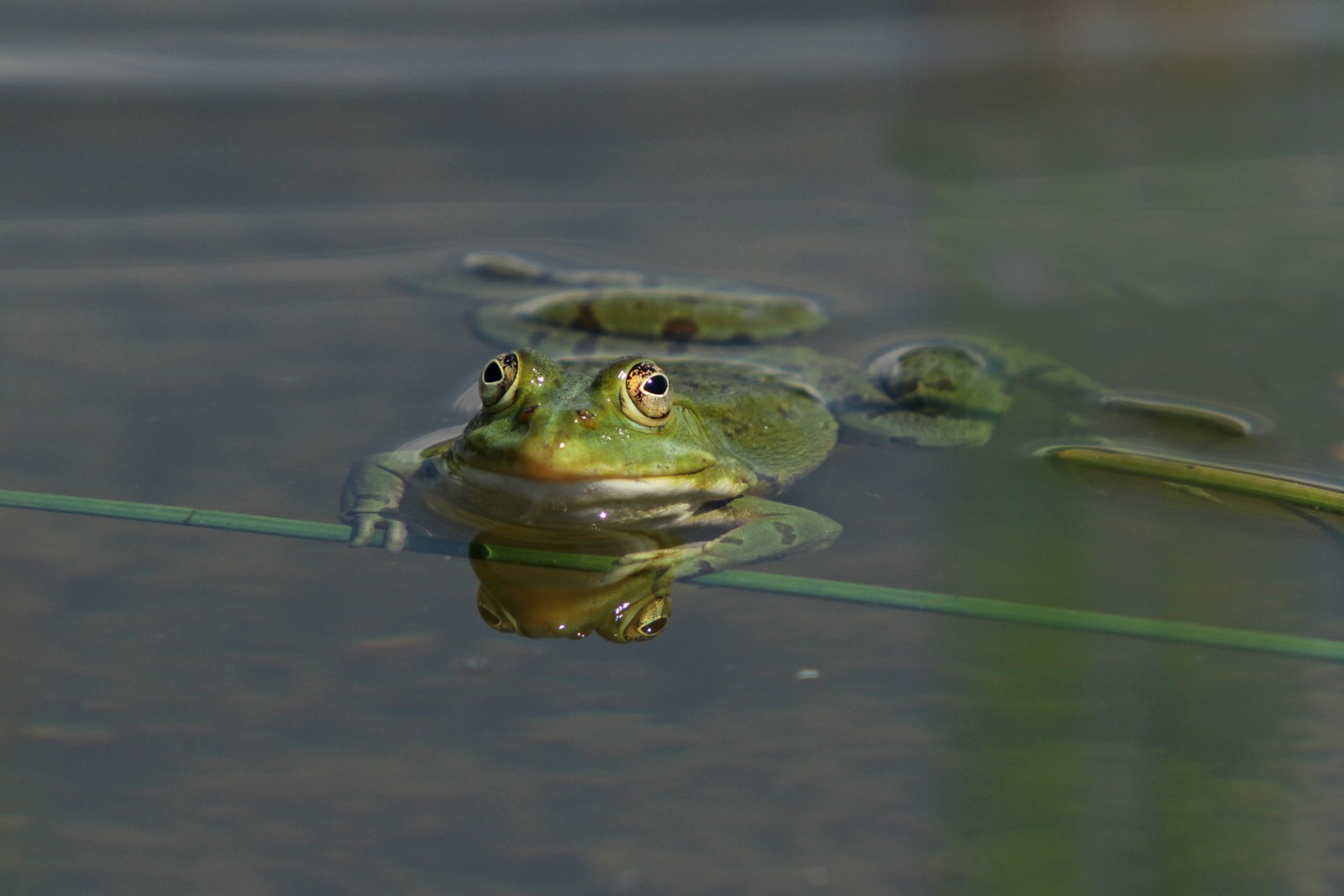 Frosch