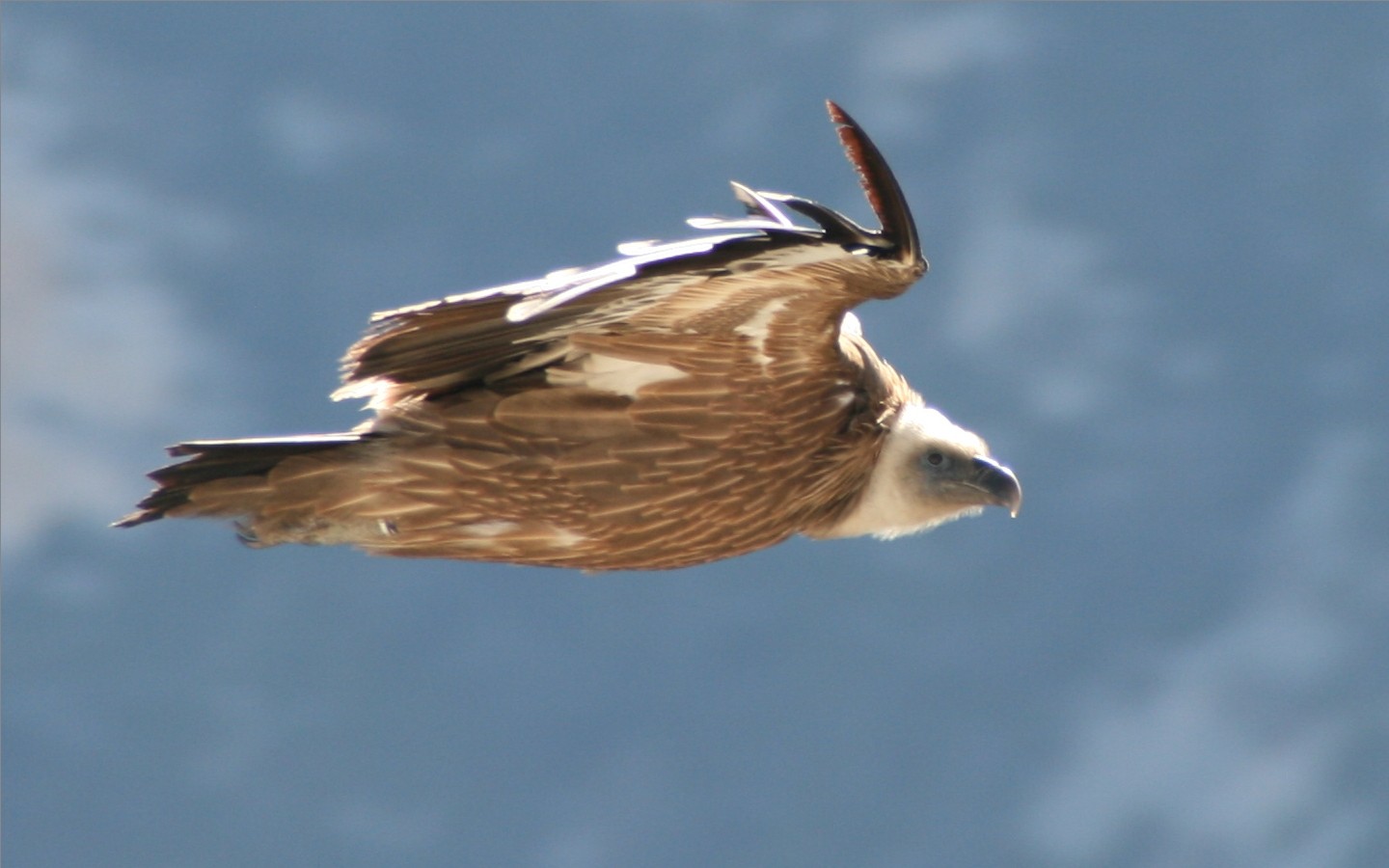 Vautour fauve du Verdon